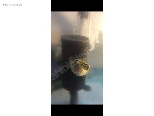 Hayvanlar Alemi / Sürüngenler / Semender