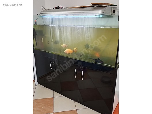 Hayvanlar Alemi / Sürüngenler / Semender