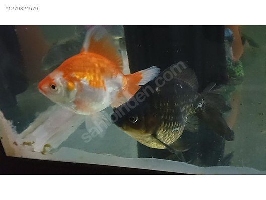 Hayvanlar Alemi / Sürüngenler / Semender