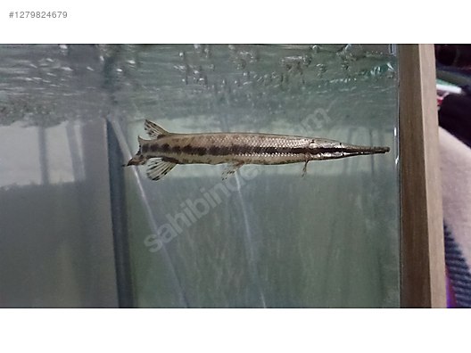 Hayvanlar Alemi / Sürüngenler / Semender