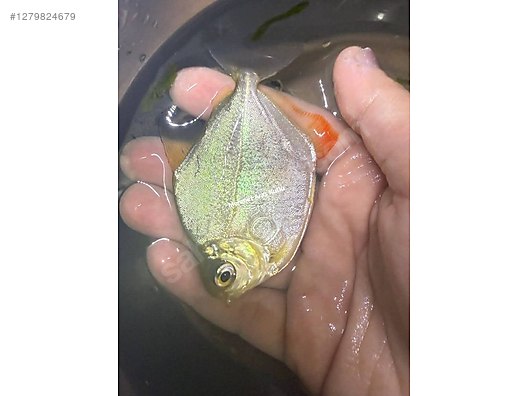 Hayvanlar Alemi / Sürüngenler / Semender