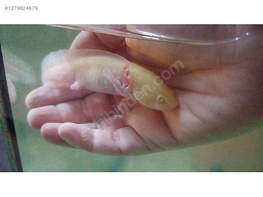 Hayvanlar Alemi / Sürüngenler / Semender