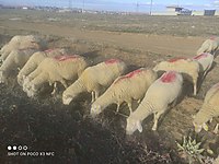 satilik koyun cinsleri ve fiyatlari sahibinden com da satilik koyun cinsleri ve fiyatlari sahibinden com da