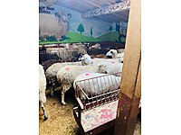 Şok şok 5000TL ADAK ETLIK AKİKA ŞÜKÜR ŞİFA KURBANI - ÖZGÜR KOÇ #1268825681