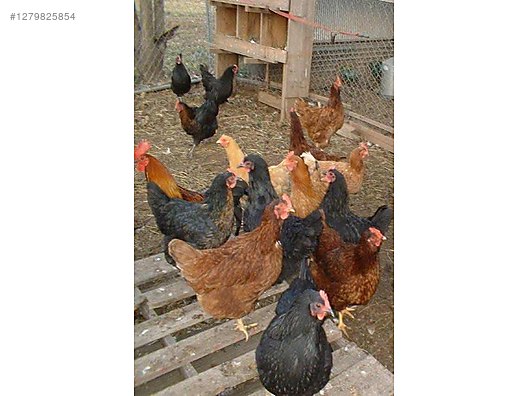 Hayvanlar Alemi / Kümes Hayvanları / Tavuk