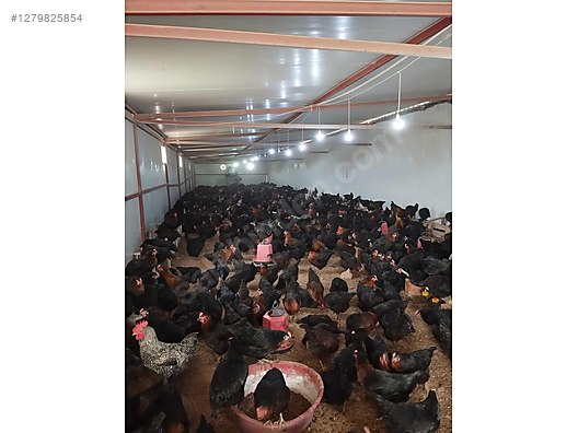 Hayvanlar Alemi / Kümes Hayvanları / Tavuk