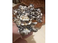 Yüzük helozonik deniz kabuğu