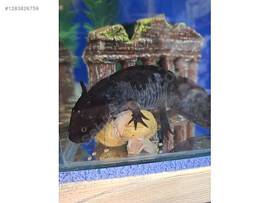 Hayvanlar Alemi / Sürüngenler / Semender