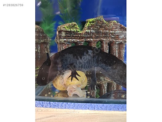 Hayvanlar Alemi / Sürüngenler / Semender