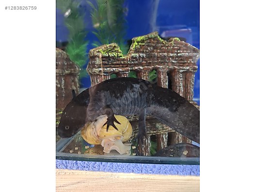 Hayvanlar Alemi / Sürüngenler / Semender