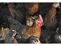 KLAVUZA YAKIN ATAKS LOHMAN BLACK NİCK SANDY ADRESE TESLİM #1282827210