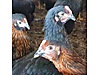 Pets & Livestock / Poultry & Fowl / Chickens