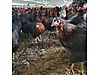 Pets & Livestock / Poultry & Fowl / Chickens
