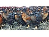 Pets & Livestock / Poultry & Fowl / Chickens