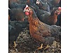 Pets & Livestock / Poultry & Fowl / Chickens
