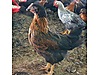 Pets & Livestock / Poultry & Fowl / Chickens