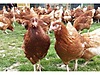 Pets & Livestock / Poultry & Fowl / Chickens
