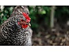 Pets & Livestock / Poultry & Fowl / Chickens