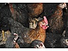 Pets & Livestock / Poultry & Fowl / Chickens