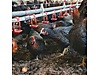 Pets & Livestock / Poultry & Fowl / Chickens