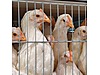 Pets & Livestock / Poultry & Fowl / Chickens