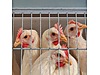 Pets & Livestock / Poultry & Fowl / Chickens