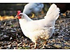 Pets & Livestock / Poultry & Fowl / Chickens