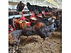 Pets & Livestock / Poultry & Fowl / Chickens