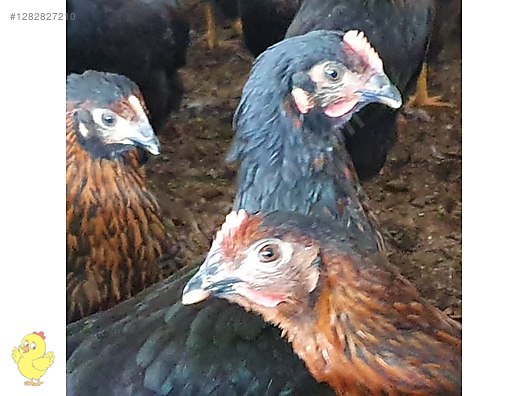 Pets & Livestock / Poultry & Fowl / Chickens