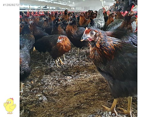 Pets & Livestock / Poultry & Fowl / Chickens