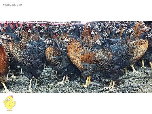 Pets & Livestock / Poultry & Fowl / Chickens
