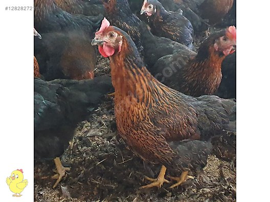Pets & Livestock / Poultry & Fowl / Chickens