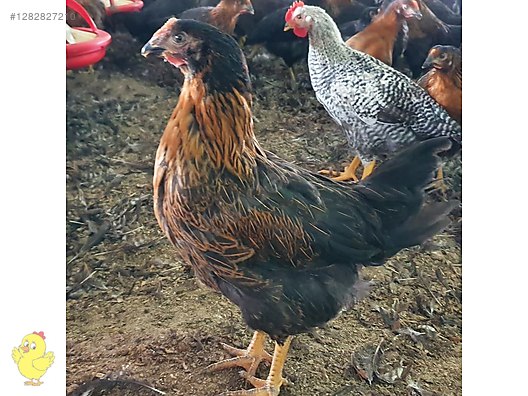 Pets & Livestock / Poultry & Fowl / Chickens