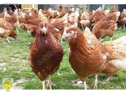 Pets & Livestock / Poultry & Fowl / Chickens