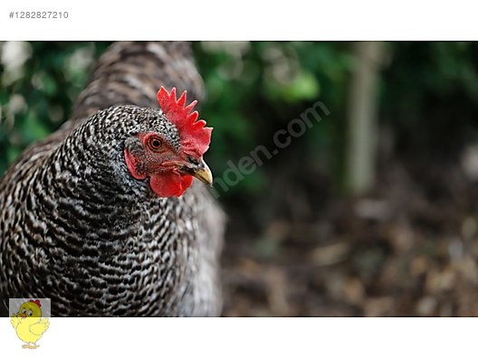 Pets & Livestock / Poultry & Fowl / Chickens