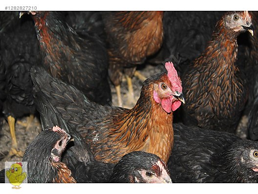 Pets & Livestock / Poultry & Fowl / Chickens