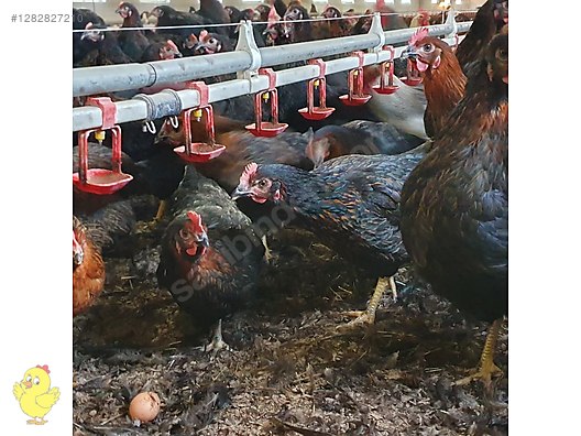 Pets & Livestock / Poultry & Fowl / Chickens