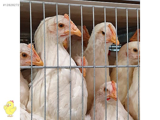 Pets & Livestock / Poultry & Fowl / Chickens