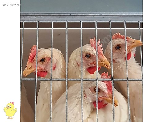 Pets & Livestock / Poultry & Fowl / Chickens