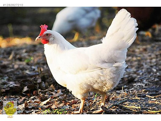Pets & Livestock / Poultry & Fowl / Chickens