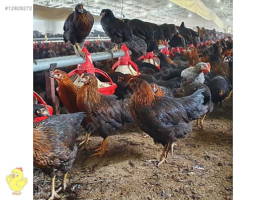 Pets & Livestock / Poultry & Fowl / Chickens