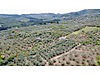 PROVEY VERA MUDANYA ÇEPNİDE 1.217M2 SATILIK ZEYTİNLİK