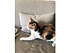 Hayvanlar Alemi / Evcil Hayvanlar / Kedi / Calico