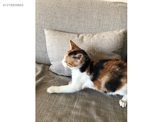 Hayvanlar Alemi / Evcil Hayvanlar / Kedi / Calico