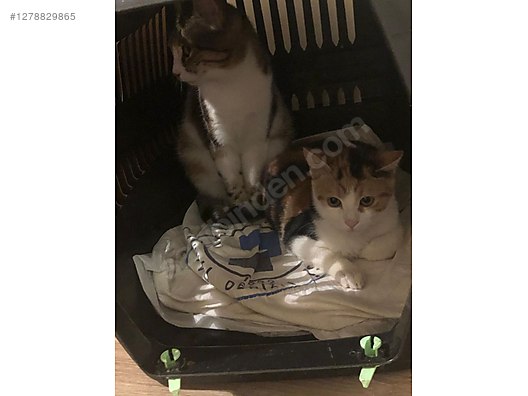 Hayvanlar Alemi / Evcil Hayvanlar / Kedi / Calico