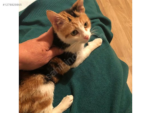 Hayvanlar Alemi / Evcil Hayvanlar / Kedi / Calico
