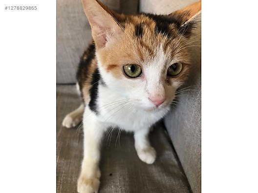 Hayvanlar Alemi / Evcil Hayvanlar / Kedi / Calico