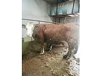 sahibinden satilik buyukbas hayvan ankara
