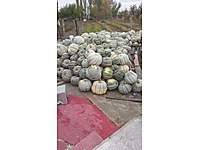 Balkabağı Ankara sincan