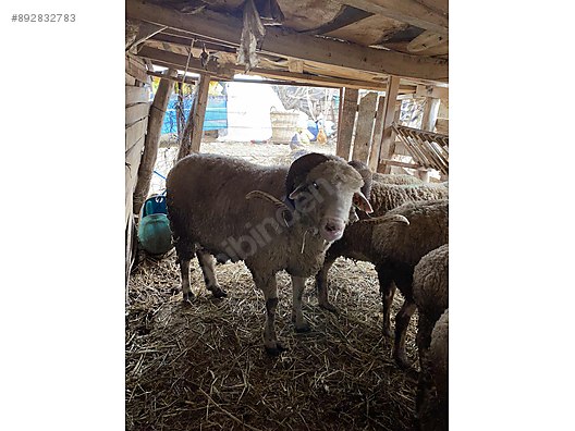 Koc Kan Degisimi Icin Satilik Merinos Koc Sahibinden Comda 892832783